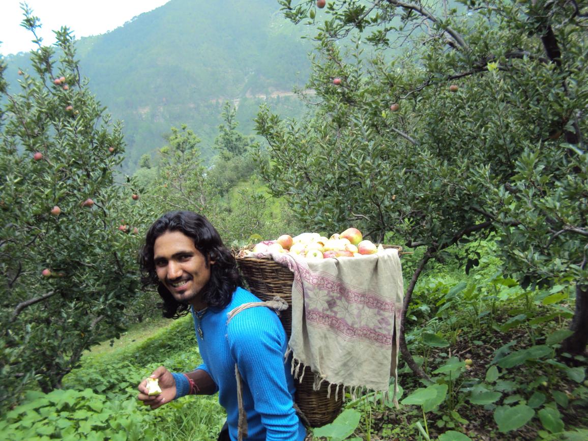 Apples Season HOme Mandi Inder Singh
