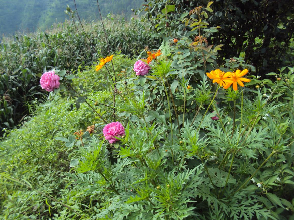 Beautiful Collection of colourful flowers from my home