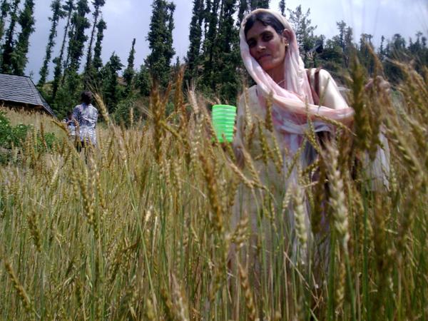 I dont think if crops are prepared on time on these vally of shikari mata due to very coldI dont think if crops are prepared on time on these vally of shikari mata due to very cold