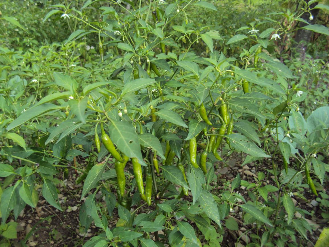 Mirchi Badi hai mast mast from my home angan