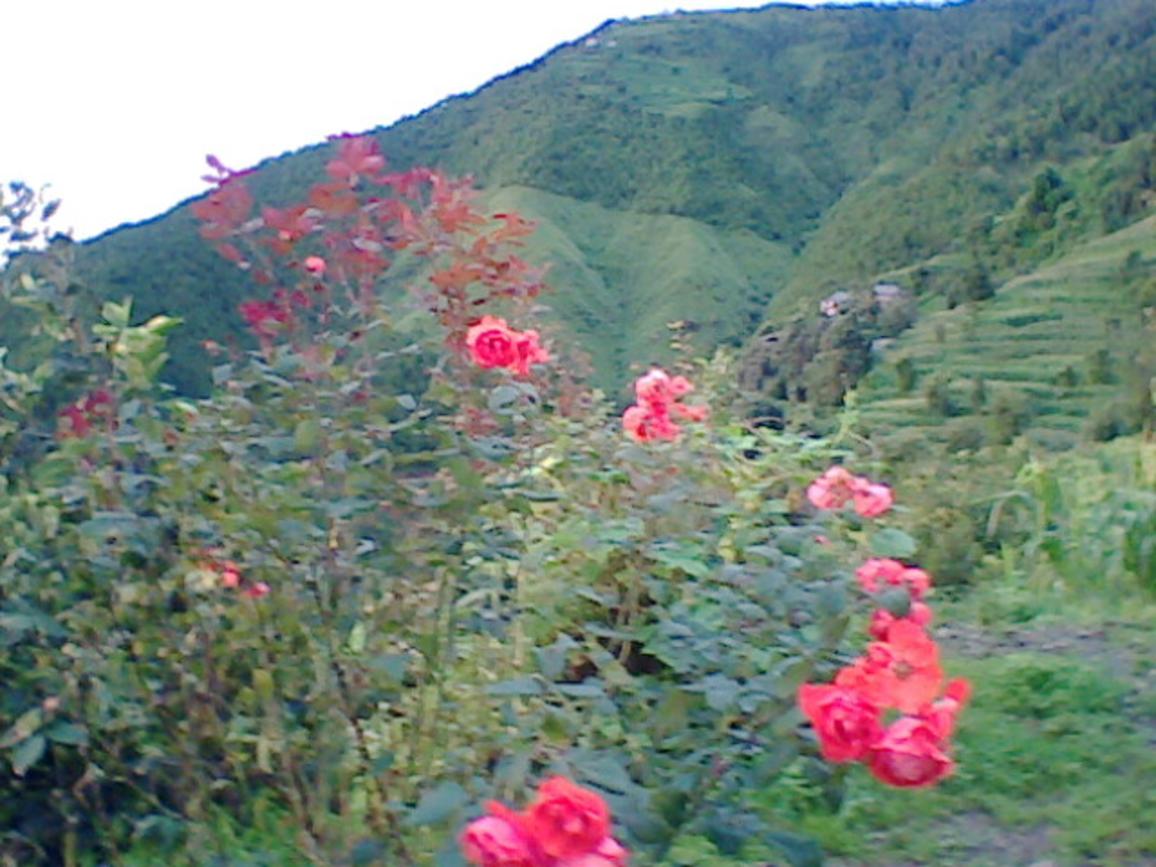 My home flowers roses