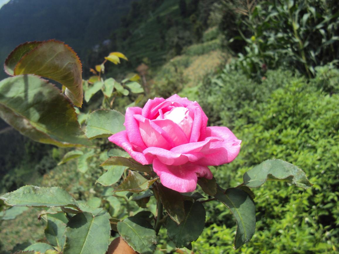 Beautiful Pink rose My Home Aangan 2009