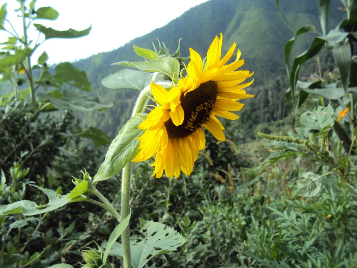 Suraj Mukhi Sun flower my home angan mandi