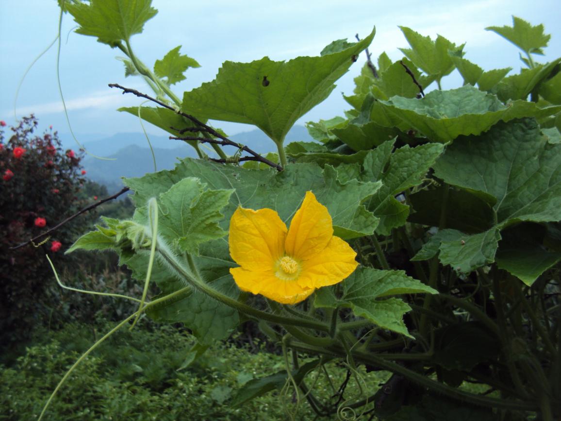 Petha Yellow flower my Home Aangan 2009