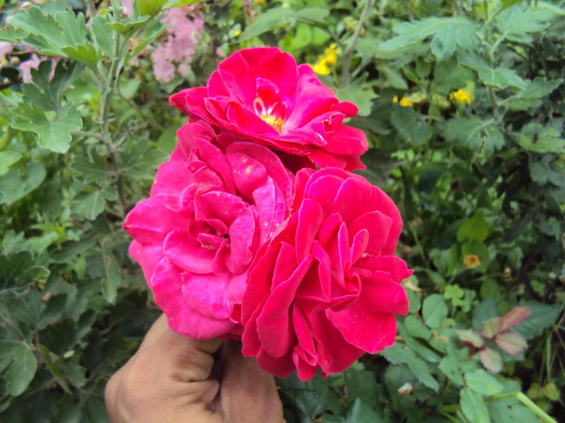 Beautiful Red Flower my home aangan