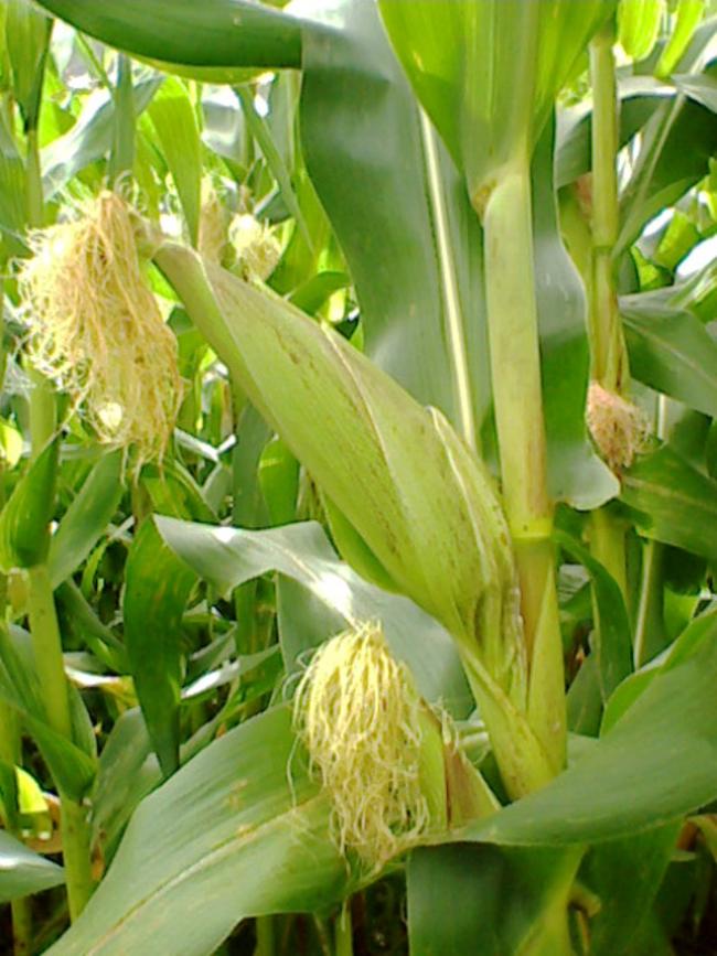 green corn tree