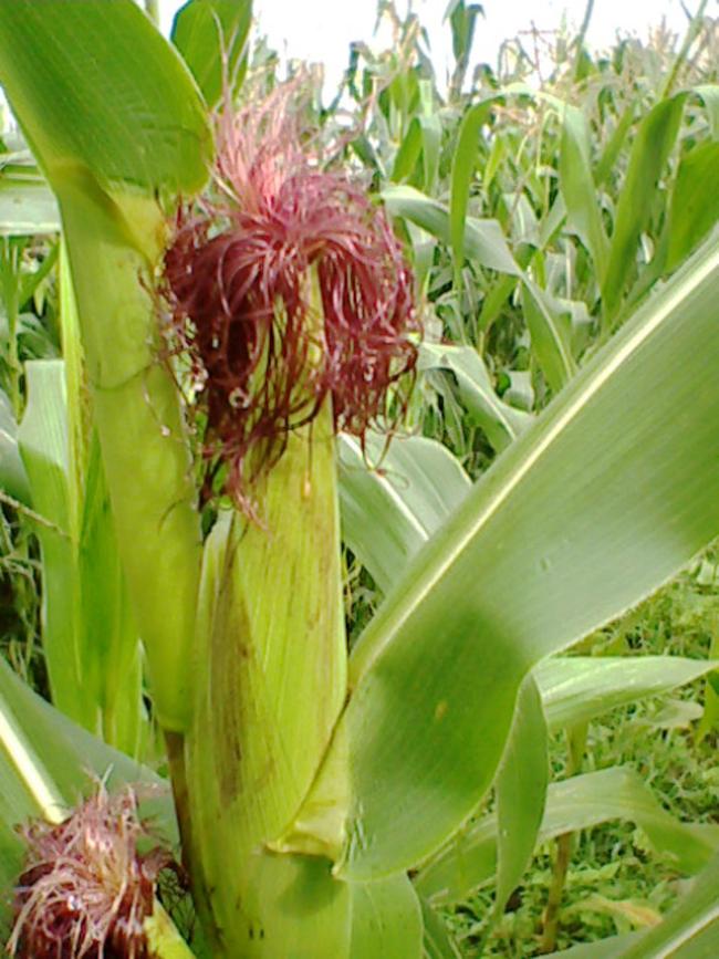 yet another green corn tree_650x867