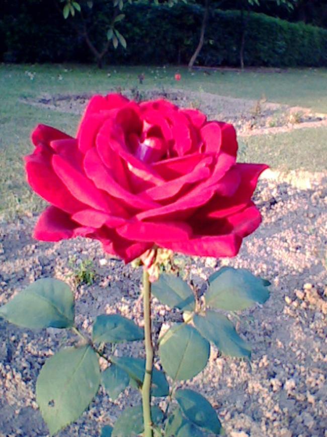 red rose chandigarh rose garden