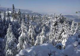 Snowfall Feb 2019 Keolidhar Viradhar Tolar Studio