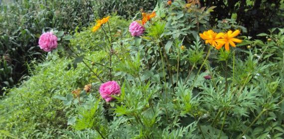 Beautiful Collection of colourful flowers from my home