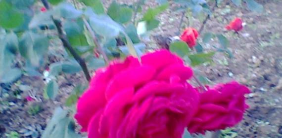 Collecton of roses from rose garden chandigarh