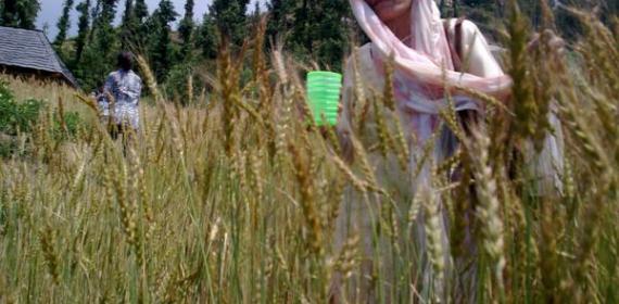 I dont think if crops are prepared on time on these vally of shikari mata due to very coldI dont think if crops are prepared on time on these vally of shikari mata due to very cold