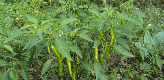 Mirchi Badi hai mast mast from my home angan
