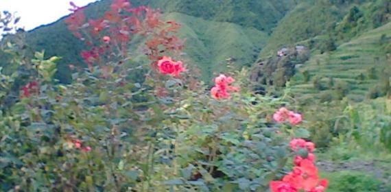 My home flowers roses