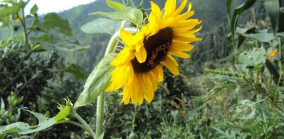 Suraj Mukhi Sun flower my home angan mandi