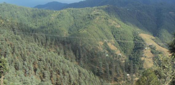 Thick forest of Dadoh and Dharot Dhar Mandi Gohar