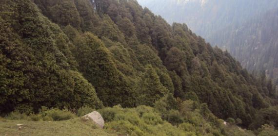 Very Thick forests of Shikari Devi National Park vally