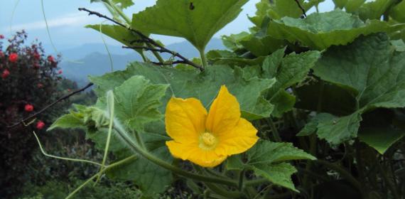 Petha Yellow flower my Home Aangan 2009