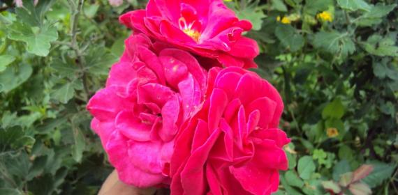 Beautiful Red Flower my home aangan