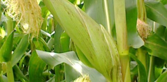 green corn tree