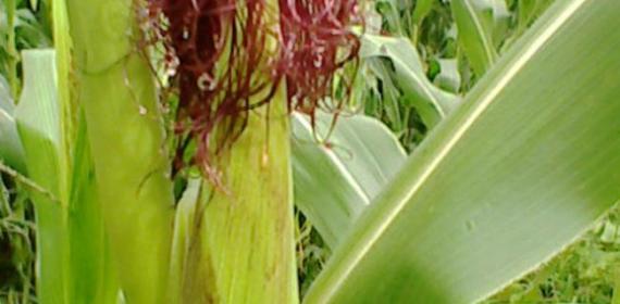 yet another green corn tree_650x867