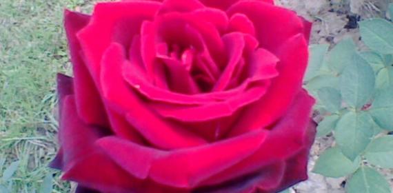 red rose for you rose garden chandigarh